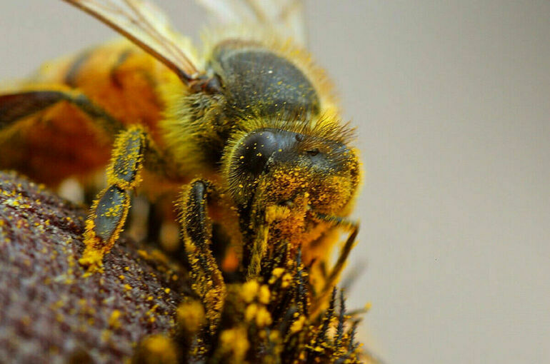 Вступление в силу закона о защите пчел от пестицидов предложили ускорить