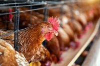 Франция повысила уровень риска по высокопатогенному птичьему гриппу 