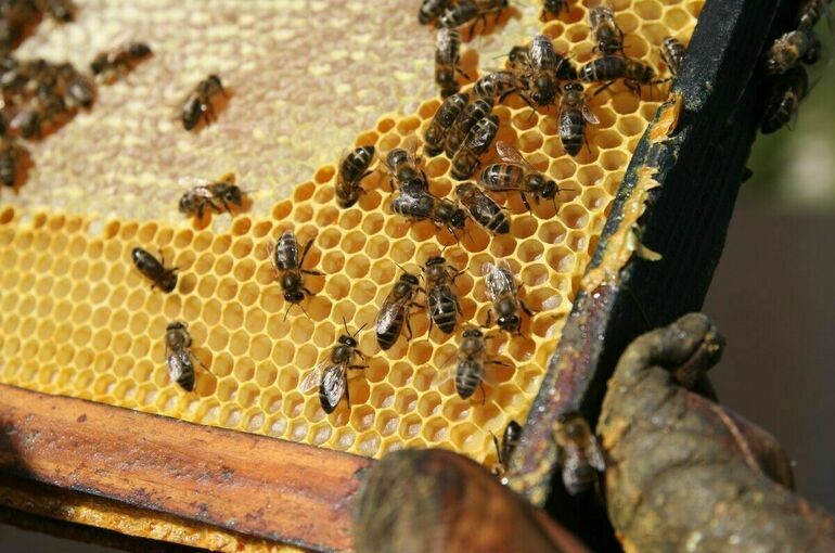 Правила кочевого пчеловодства предложили упростить