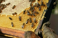 Правила кочевого пчеловодства предложили упростить
