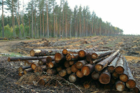Автономным учреждениям хотят разрешить заготовку дров на землях государства