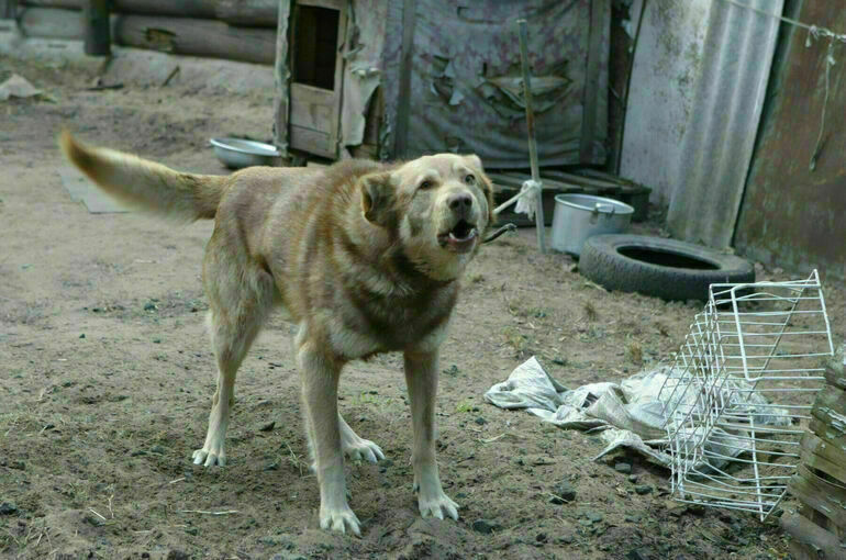 Стая собак напала на девочку в Новом Уренгое