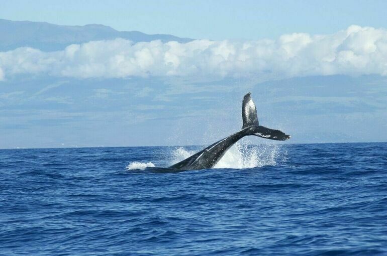 Минсельхоз предлагает запретить вылов беременных самок китов
