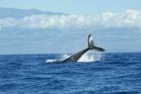 Минсельхоз предлагает запретить вылов беременных самок китов