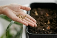 Матвиенко: Тему импортных семян надо закрыть за один-три года