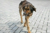 В Астраханской области разрешили эвтаназию бездомных собак