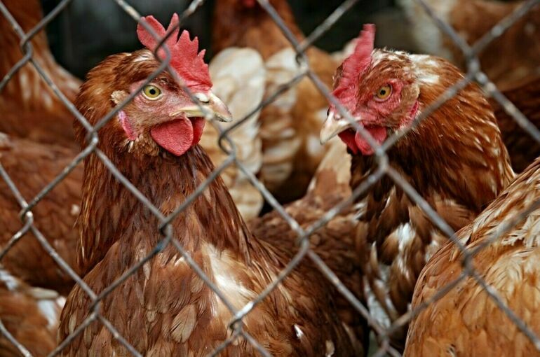 Россия хочет запретить транзит продукции птицеводства из США в Казахстан