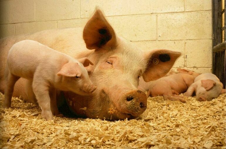Россельхознадзор согласовал ветсертификат на поставки свинины в Китай