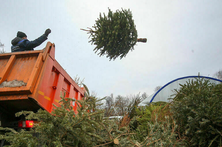 Как правильно выбросить живую елку после праздников