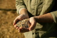 В России не планируют отменять экспортные пошлины на зерно