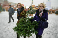 Почти половина россиянин экологично утилизируют новогоднюю елку