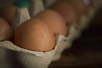 В России впервые за полгода подешевели куриные яйца
