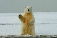 В 2023 году Арктику посетили более миллиона туристов