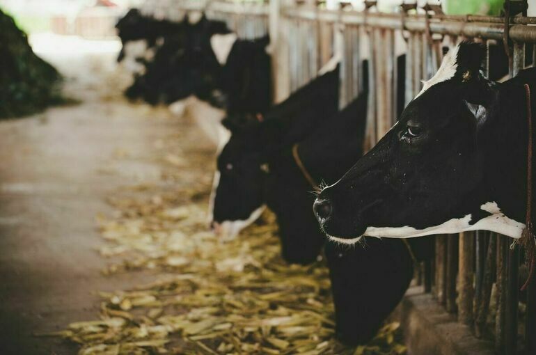 Минсельхоз: Объемов выпуска кормов для животных хватает на экспорт