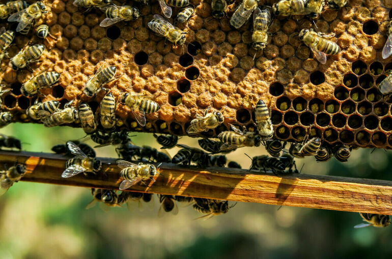 Понятия «пасека» и «пчелиная семья» предложили уточнить