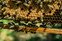 Депутат Оглоблина рассказала, зачем нужна маркировка в пчеловодстве