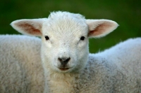 В России могут появиться курсы повышения квалификации для овцеводов