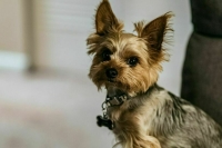 Владельцев «слегка» кусачих собак просят наказывать по-настоящему