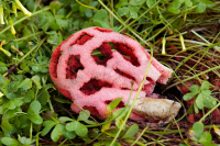 Крайне ядовитый гриб грозит массово разрастись в Сочи