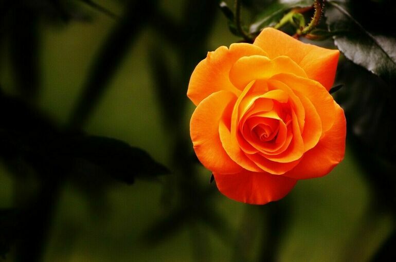 Россельхознадзор попросил ЕС усилить контроль за розами из Эквадора и Нидерландов