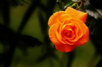 Россельхознадзор попросил ЕС усилить контроль за розами из Эквадора и Нидерландов