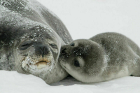 День защиты морских млекопитающих проводится во всем мире 19 февраля