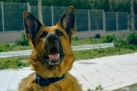 Служебные собаки в России получат FPV-камеры