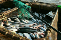 Рыбаки смогут использовать налоговый вычет спустя год после вылова