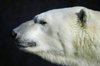 Международный день белого медведя отмечается 27 февраля