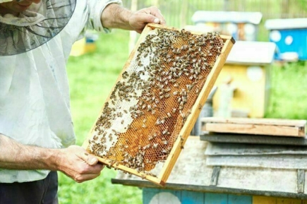 Пчелиные ульи промаркируют штрихкодами