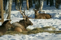 Полномочия Москвы по управлению нацпарками предложили признать утратившими силу
