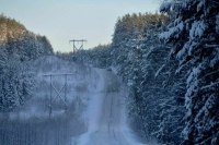 Комитет Госдумы поддержал законопроект о лесных дорогах
