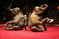 «Новые люди» предложили запретить использовать животных в цирках
