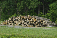 Лесозаготовителей предложили освободить от возмещения неизбежного вреда природе