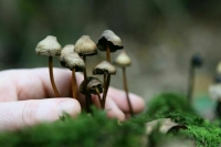 В Роспотребнадзоре рассказали, какими грибами можно отравиться