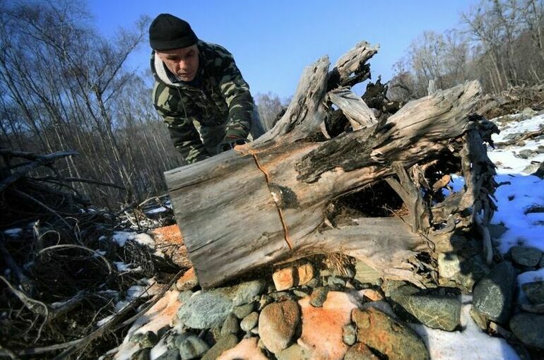 Для сбора валежника хотят разрешить бензопилу