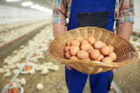 ФАС нашла виновных в росте цен на яйца  