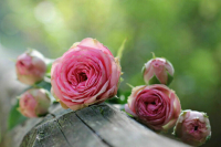 В Роспотребнадзоре в преддверии 8 Марта рассказали, как выбирать живые цветы