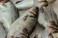 Великобритании запретили ловить рыбу в Баренцевом море