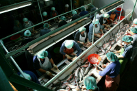 Эксперт рассказал о 15 процентах фальсификата на рыбном рынке