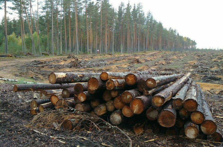 Минприроды: Незаконные рубки леса за три года сократились более чем вдвое
