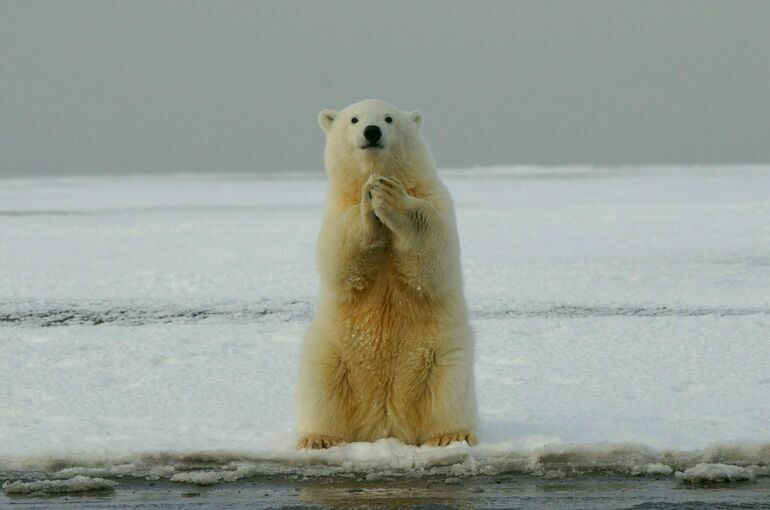 Арктическую субсидию увеличат до 7,5 млрд рублей
