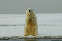 Арктическую субсидию увеличат до 7,5 млрд рублей