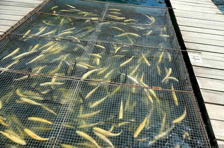 Два инвестпроекта получили в Ингушетии статус масштабных