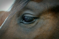 Российская всадница дисквалифицирована на два года за избиение лошади