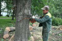 Вырубать аварийные деревья хотят вблизи мест отдыха и СНТ