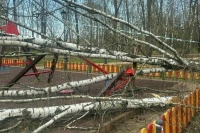 В Красногорске из-за сильного ветра дерево упало на двухлетнюю девочку