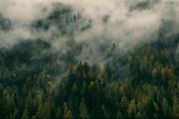 В лесах запустят климатические проекты