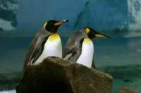 Во всем мире 25 апреля празднуется День пингвинов