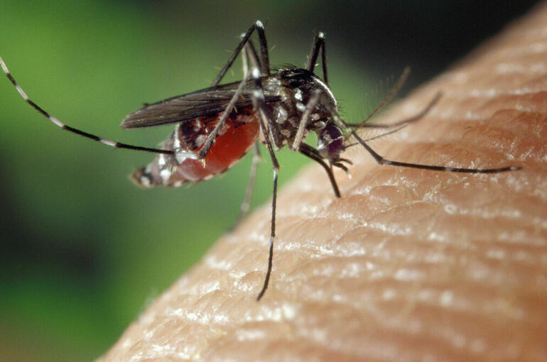 В Роспотребнадзоре заявили о 47 новых вирусах, переносимых комарами
